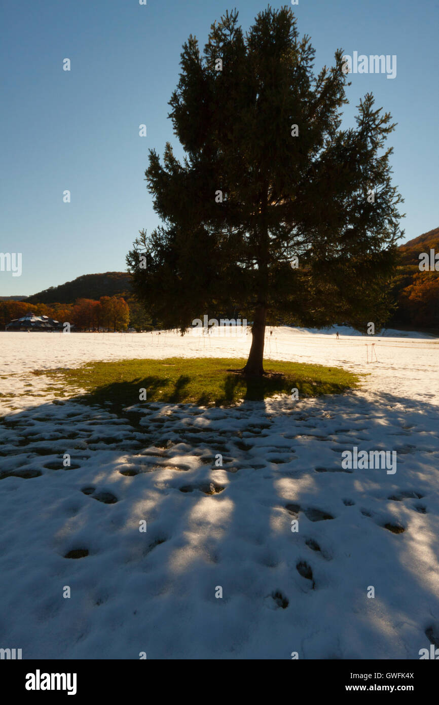 Snowy landscape with a Christmas Tree Stock Photo - Alamy