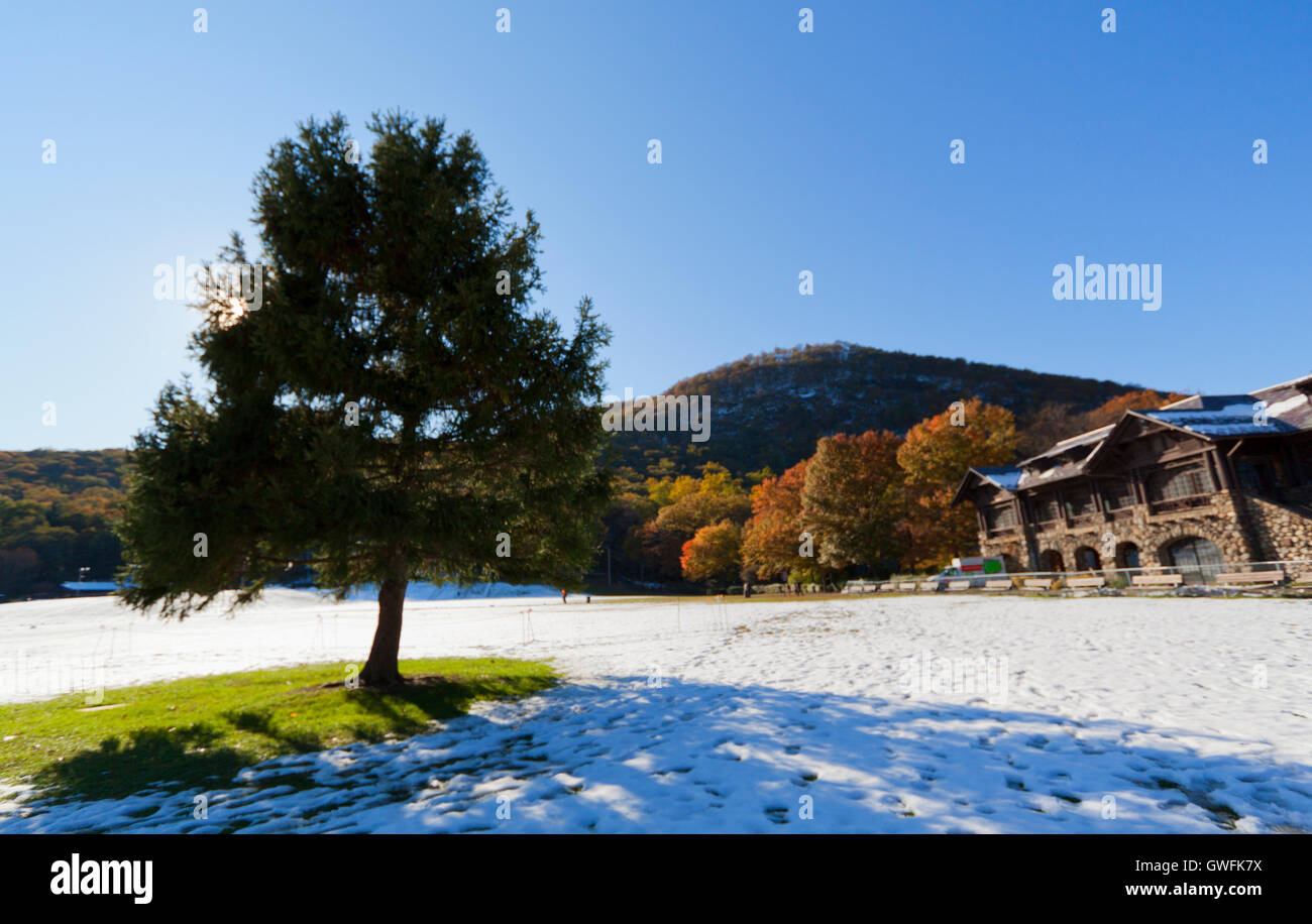 Snowy landscape with a Christmas Tree Stock Photo - Alamy