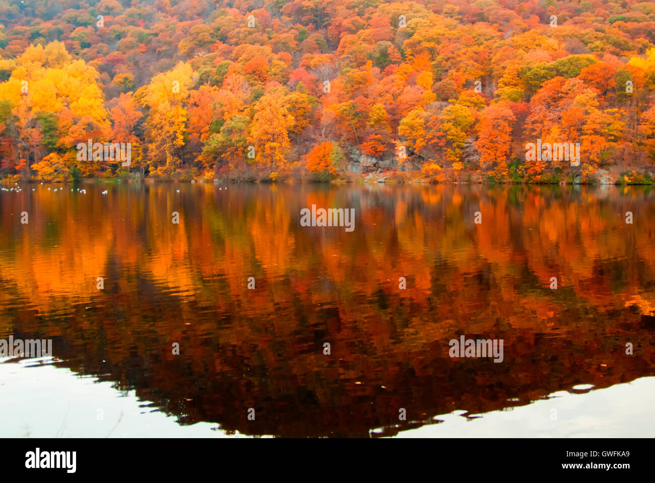 Beautiful fall colors reflecting in the forest lake Stock Photo - Alamy