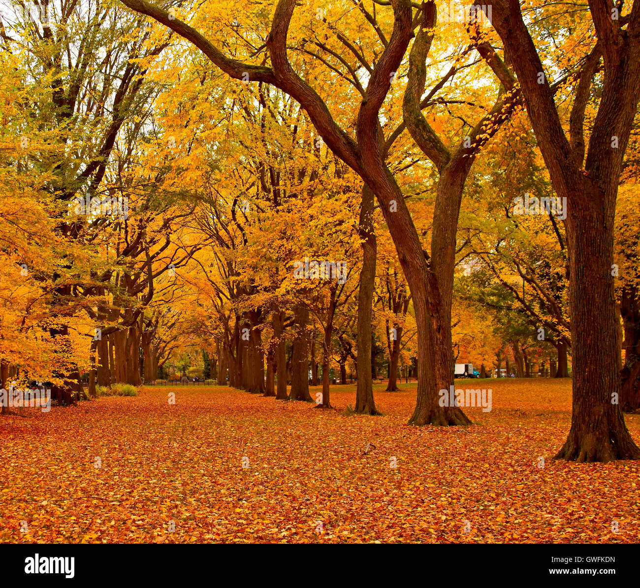 New York City Central Park alley in the Fall Stock Photo - Alamy