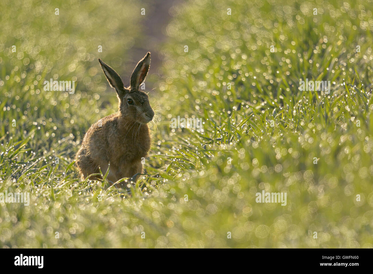 Brown Hare / Feldhase ( Lepus europaeus ) sitting in a field of winter wheat, thousands of dewdrops sparkling in morning light. Stock Photo