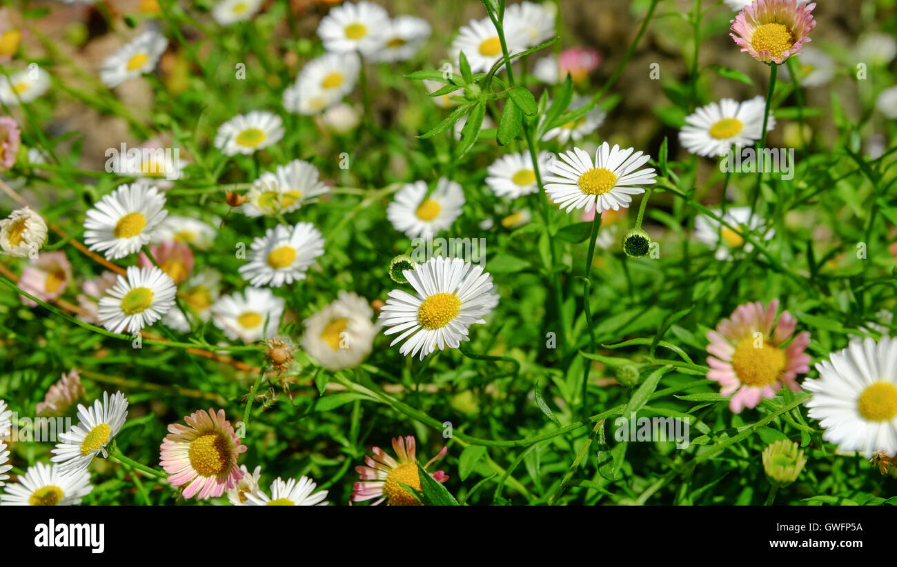 English park and flowers hi-res stock photography and images - Alamy