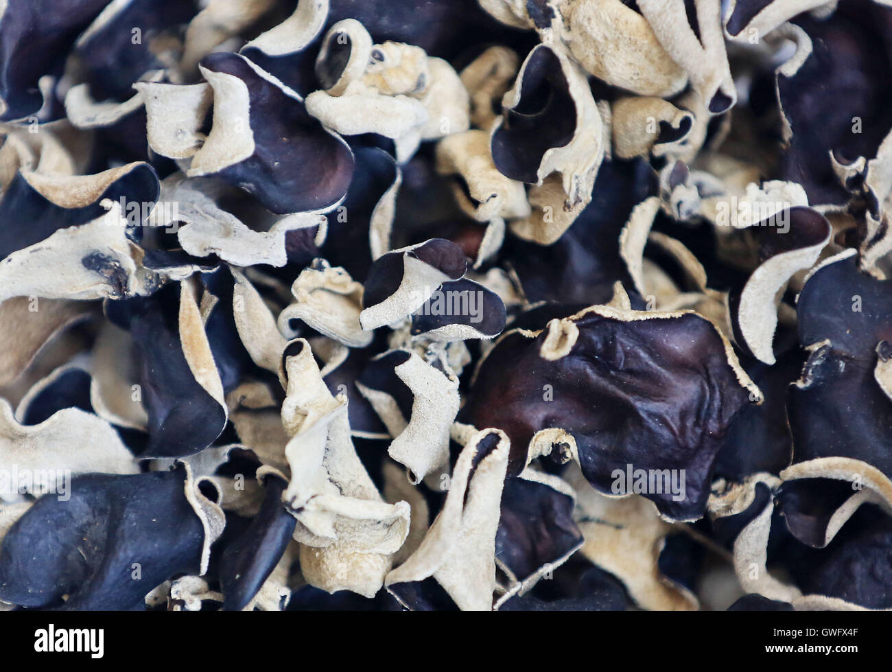 Cloud Ear Fungus High Resolution Stock Photography and Images Alamy