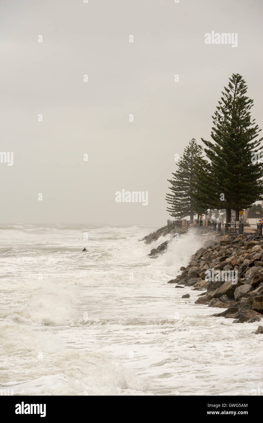 Brighton, Adelaide, South Australia. 14th September, 2016. A surfer risks his life near rocks as turbulent seas whipped up by a powerful storm pound the South Australia coast. Credit:  Raymond Warren/Alamy Live News Stock Photo