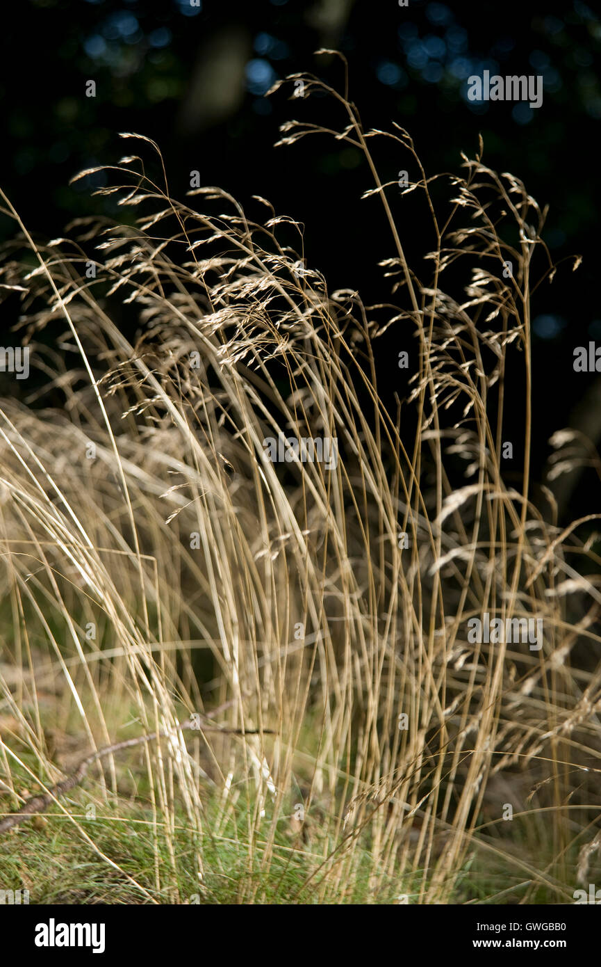 Wavy Hair-grass (Deschampsia flexuosa) Stock Photo
