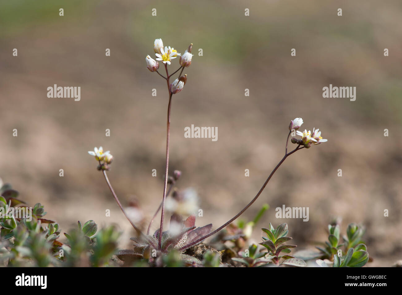 Spring Draba (Draba verna), flowering plant. Germany Stock Photo