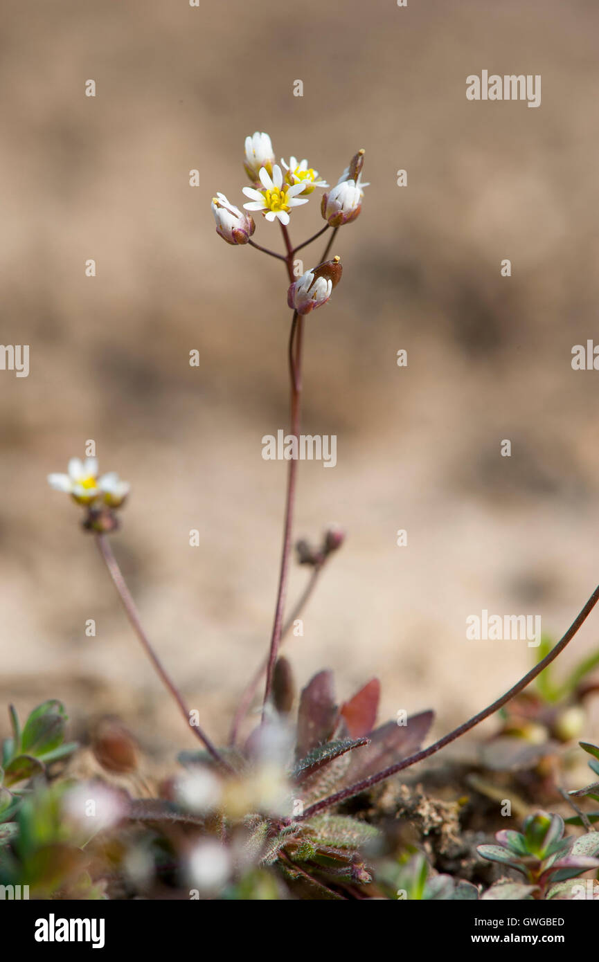 Spring Draba (Draba verna), flowering plant. Germany Stock Photo Alamy