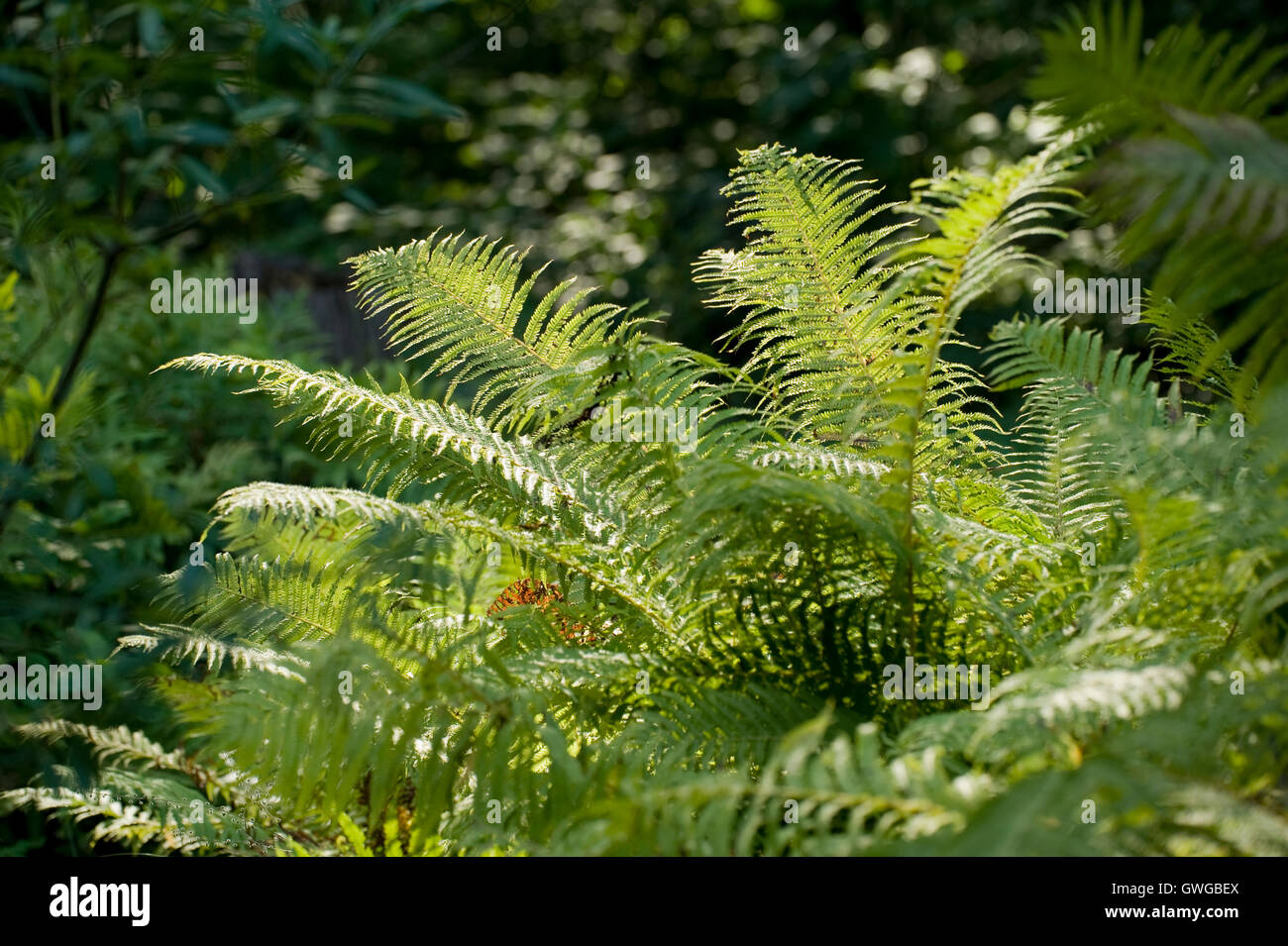 Scaly Male Fern (Dryopteris affinis). Plant in woodland. Germany Stock Photo