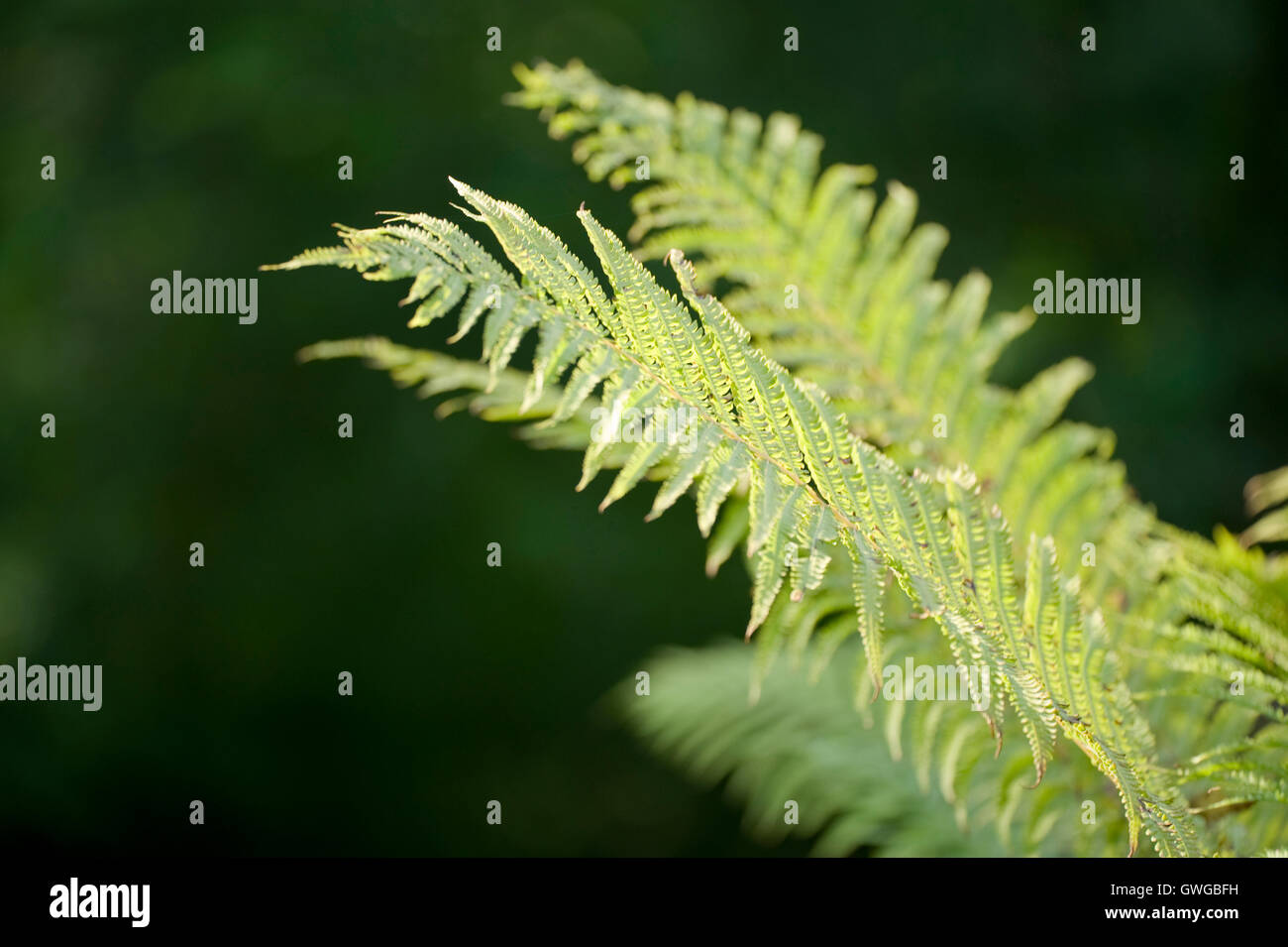 Scaly Male Fern (Dryopteris affinis), fronds. Germany Stock Photo