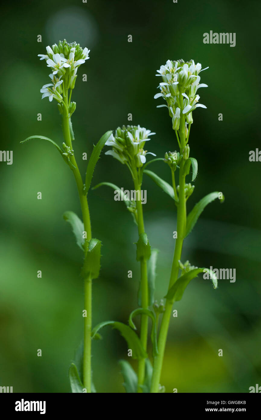 Arrow-leaved Rock-Cress (Arabis sagittata), flowering stalks. Germany Stock Photo