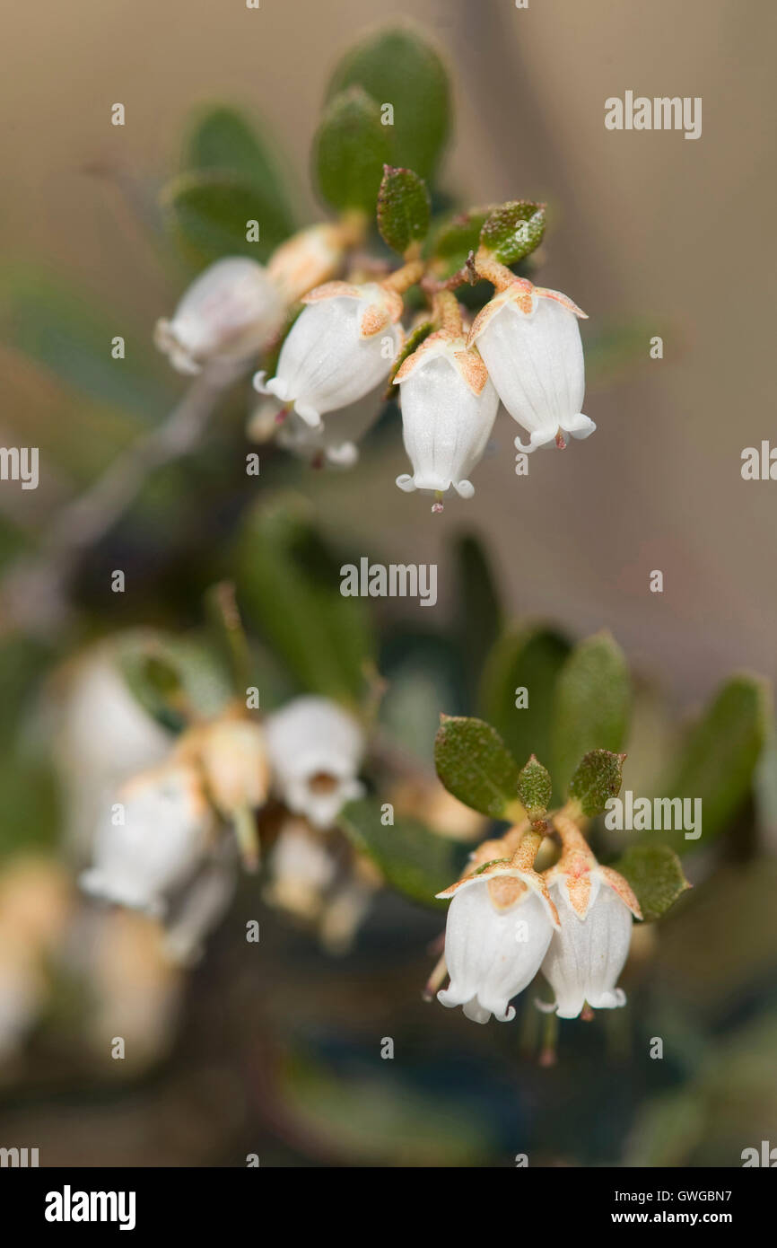 Leatherleaf (Chamaedaphne calyculata), flowering twigs. Poland Stock Photo