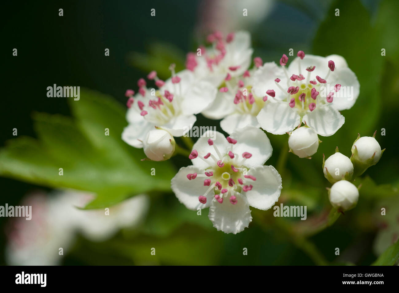 Calycine Hawthorn (Crataegus rhipidophylla), flowers and flower buds. Germany Stock Photo