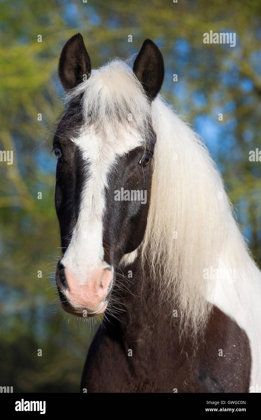 Gypsy Cob x ?. Portrait of piebald gelding. Germany Stock Photo - Alamy