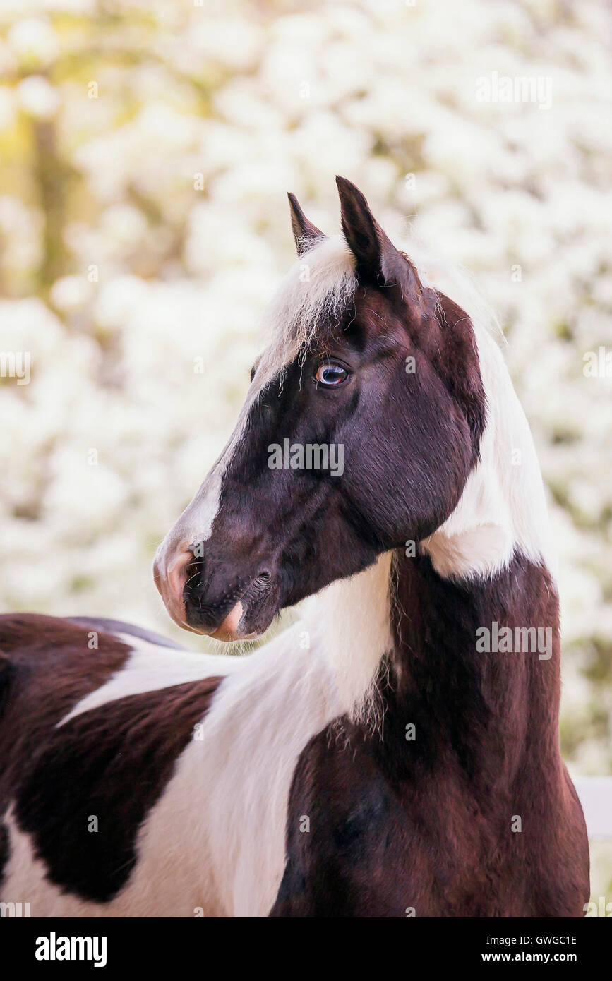 Gypsy Cob x ?. Portrait of piebald gelding. Germany Stock Photo Alamy