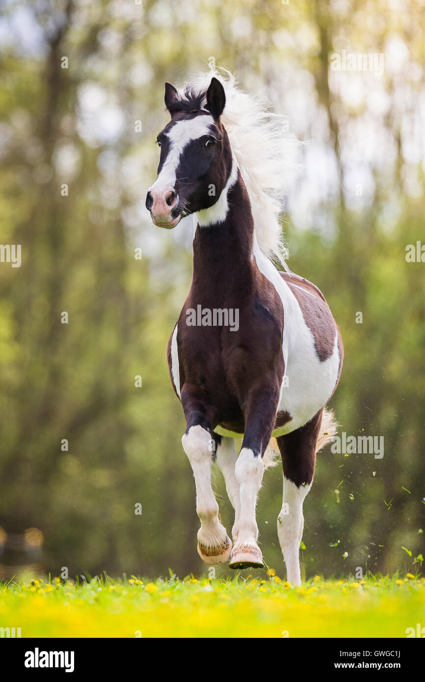 Gypsy Cob x ?. Piebald gelding galloping on a pasture. Germany Stock
