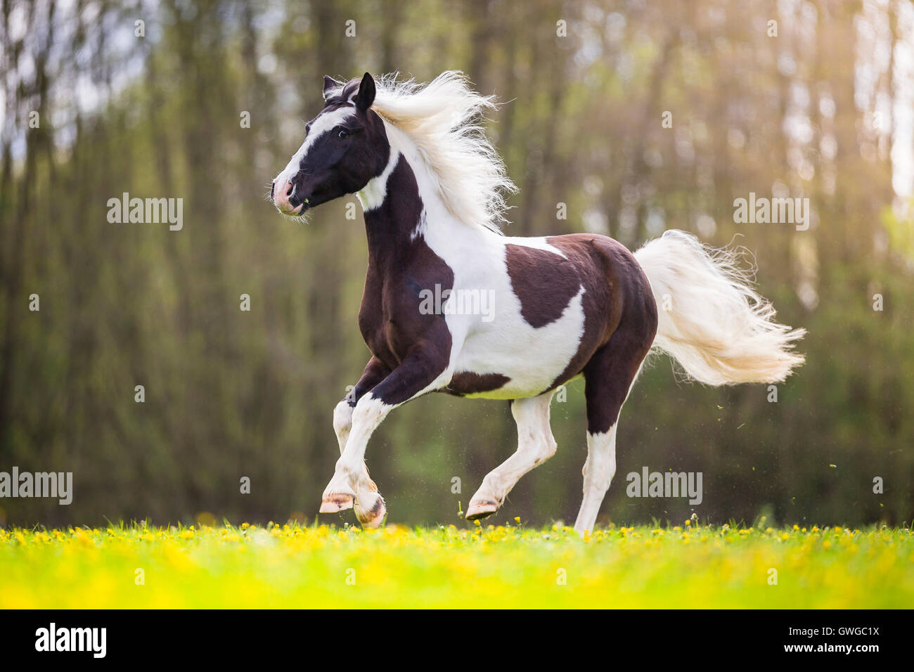 Gypsy Cob x ?. Piebald gelding galloping on a pasture. Germany Stock ...