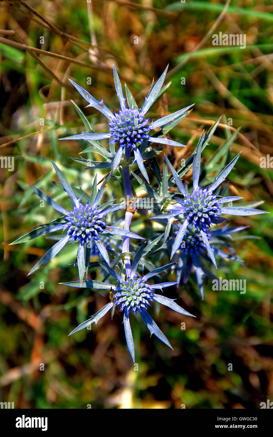 Asiago plateau, Italy. Eryngium amethystinum, the amethyst eryngo, or amethyst sea holly, is a clump-forming, perennial, tap-rooted herb. Its stem is 30 to 50 cm long and is light blue to purple in colour. It has a basal circle of obovate, pinnate, spiny, leathery, mid-green leaves. It flowers in mid to late summer with cylindrical umbels, 2-3 cm long atop silvery blue bracts and branching stems. The plant is native to the eastern Mediterranean and prefers dry places and soils that are rich in calcium. Stock Photo