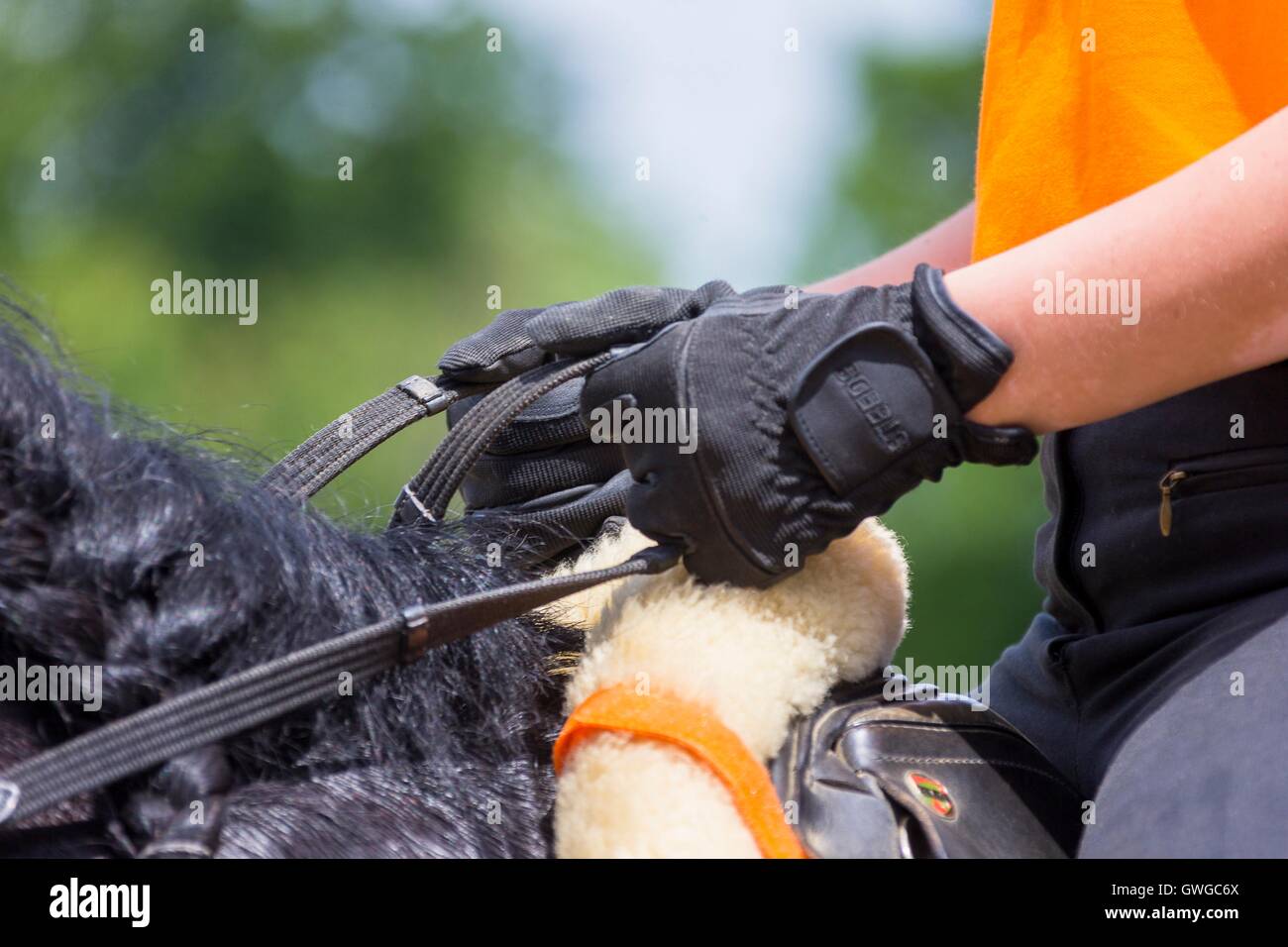 Holding the reins correctly Stock Photo Alamy
