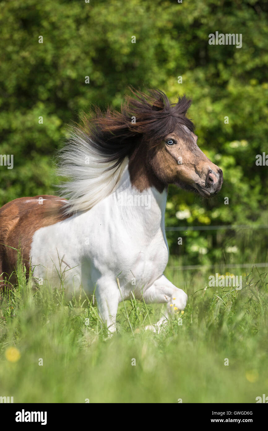 Icelandic Horse. Skewbald Adult Trotting On A Pasture. Austria Stock 