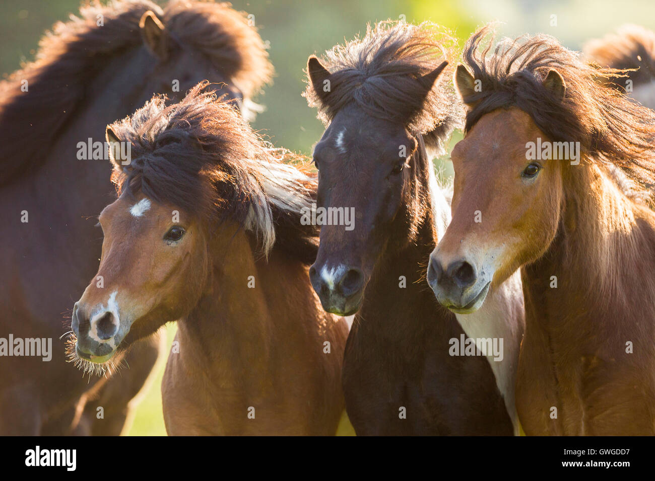Icelandic Horse. Adults in motion on a pasture, portrait. Austria Stock Photo