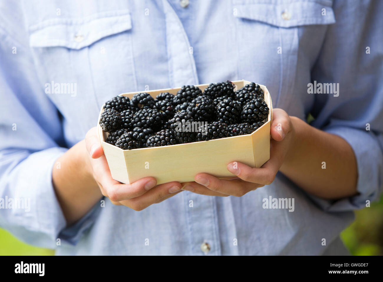 Woman Holding Tray Of Fresh Blackberries Stock Photo