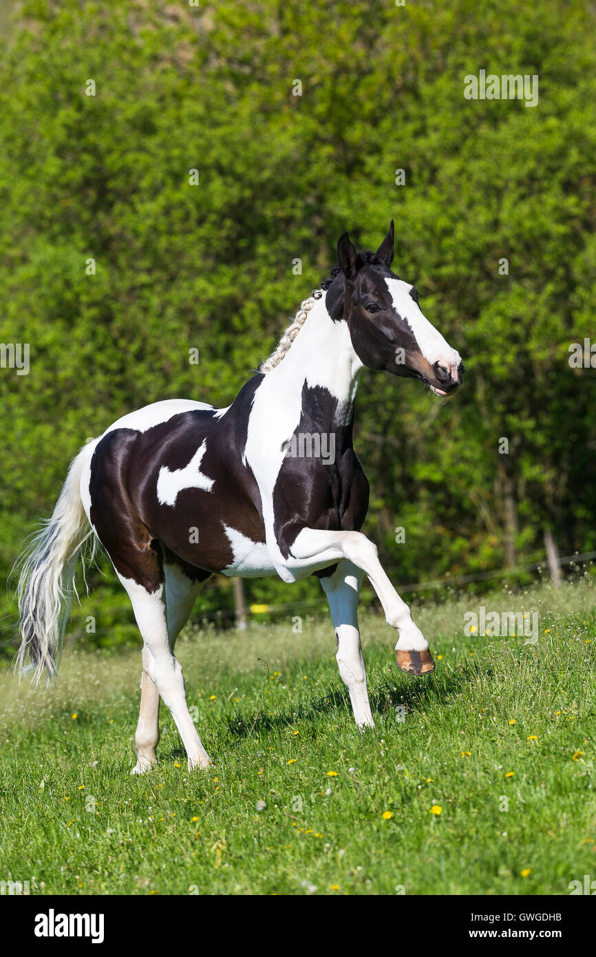 Bavarian Warmblood. Piebald mare galloping on a pasture. Germany Stock Photo