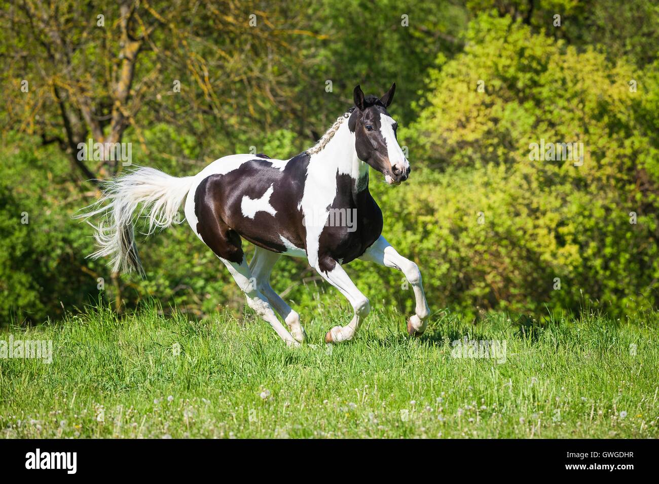 Bavarian Warmblood. Piebald mare galloping on a pasture. Germany Stock Photo