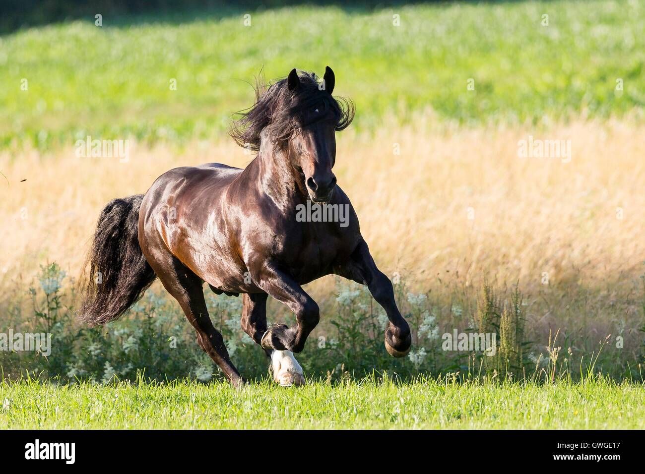South german coldblood stallion hires stock photography and images Alamy