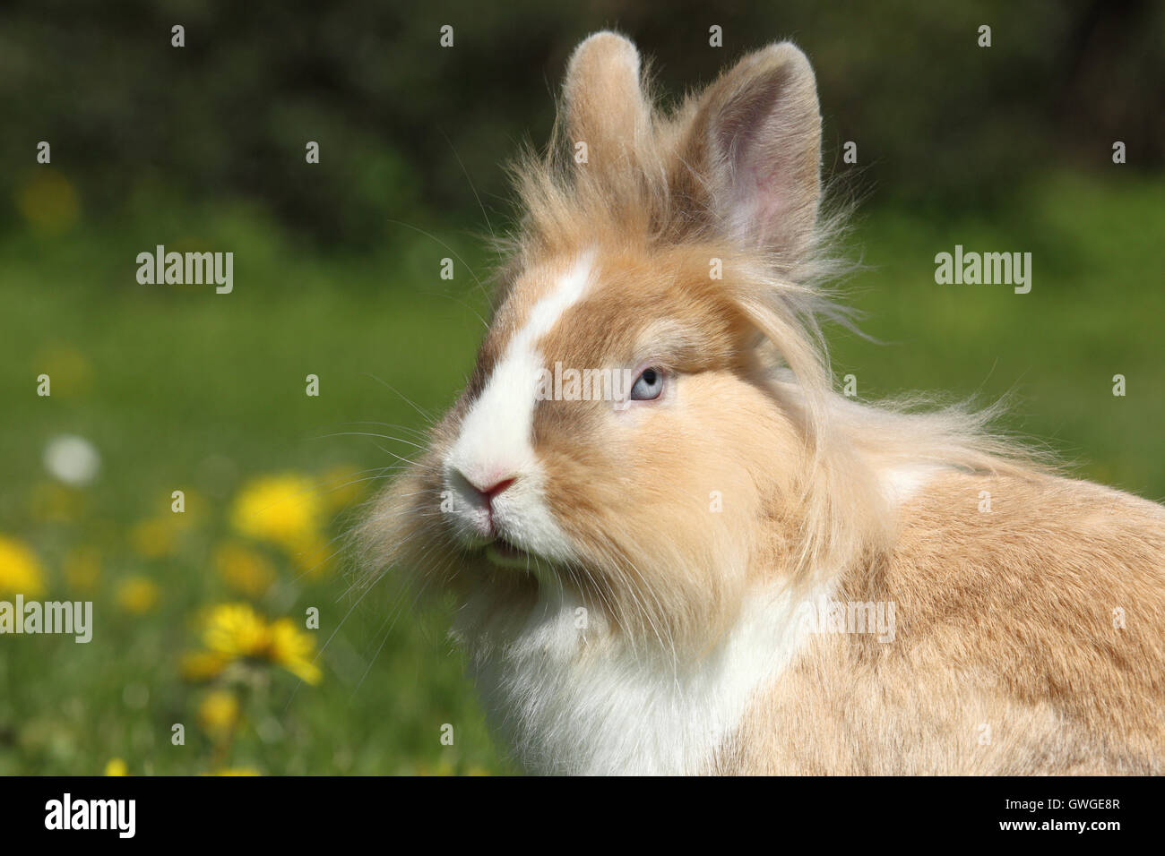Adult lionhead hotsell