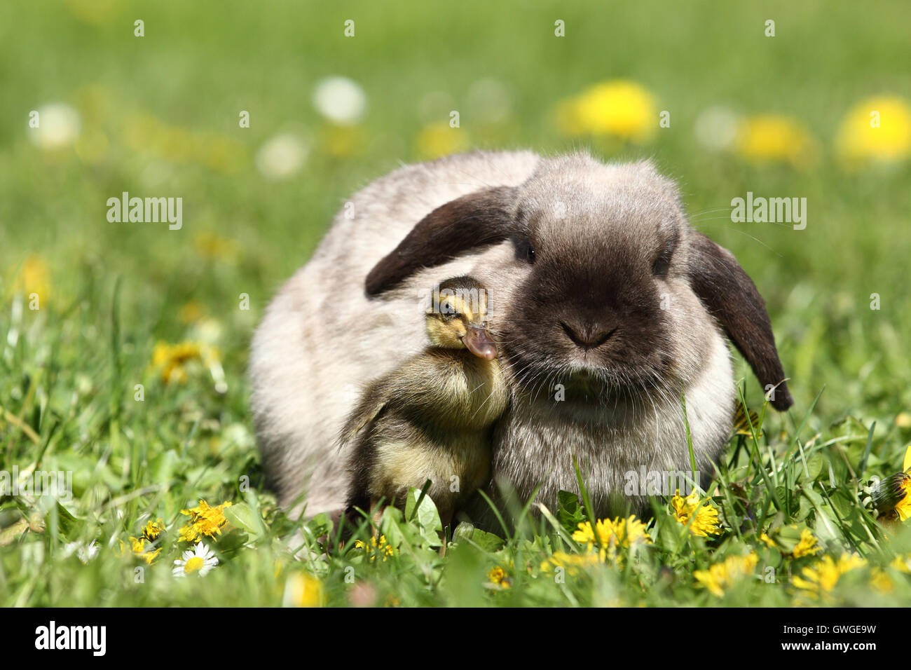 Dwarf Rabbit, Mini Lop and duckling (Indian Runner Duck) on a flowering  meadow. Germany Stock Photo - Alamy