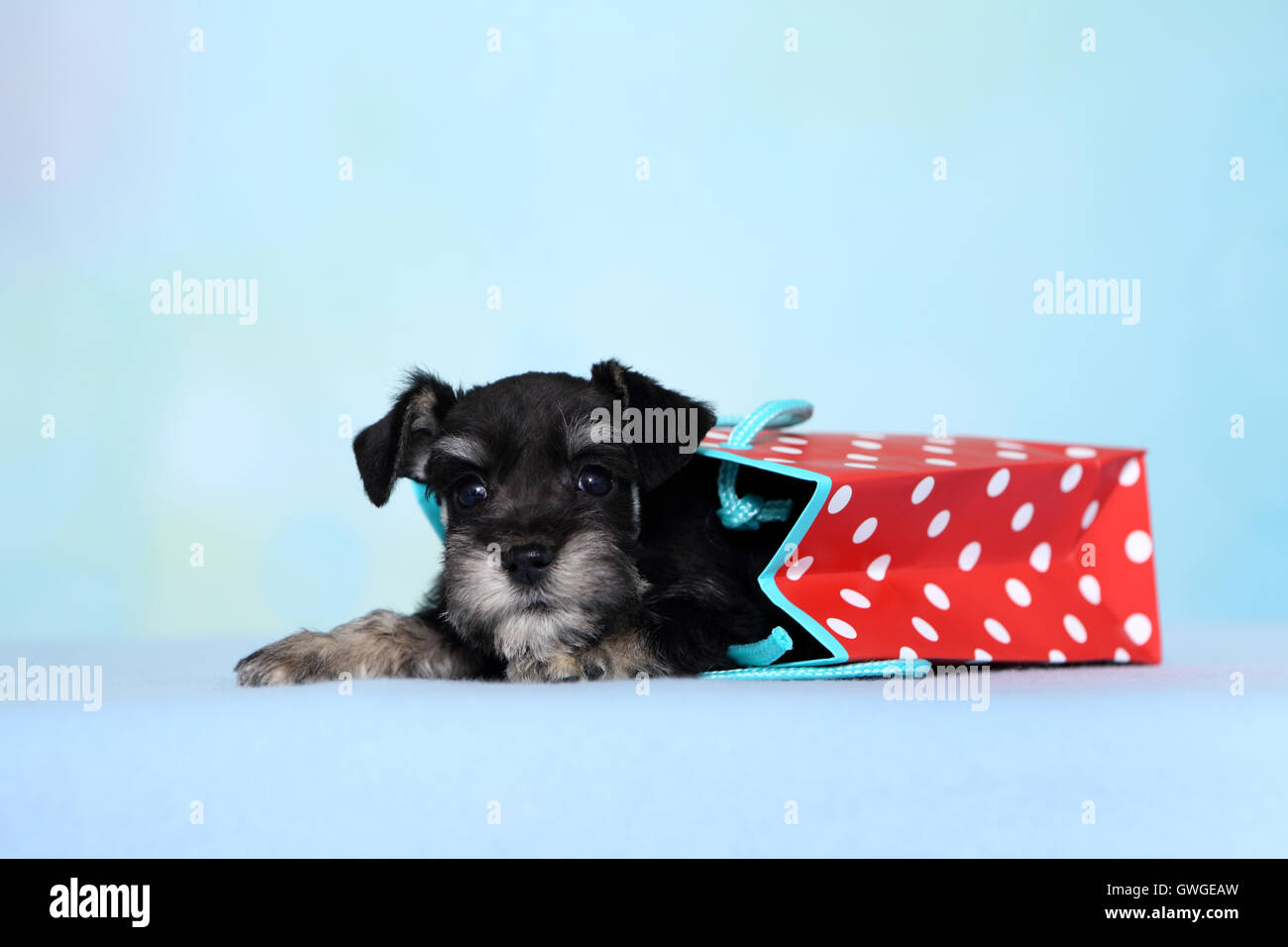 Miniature Schnauzer. Puppy in a red paper carrier with white polka dots