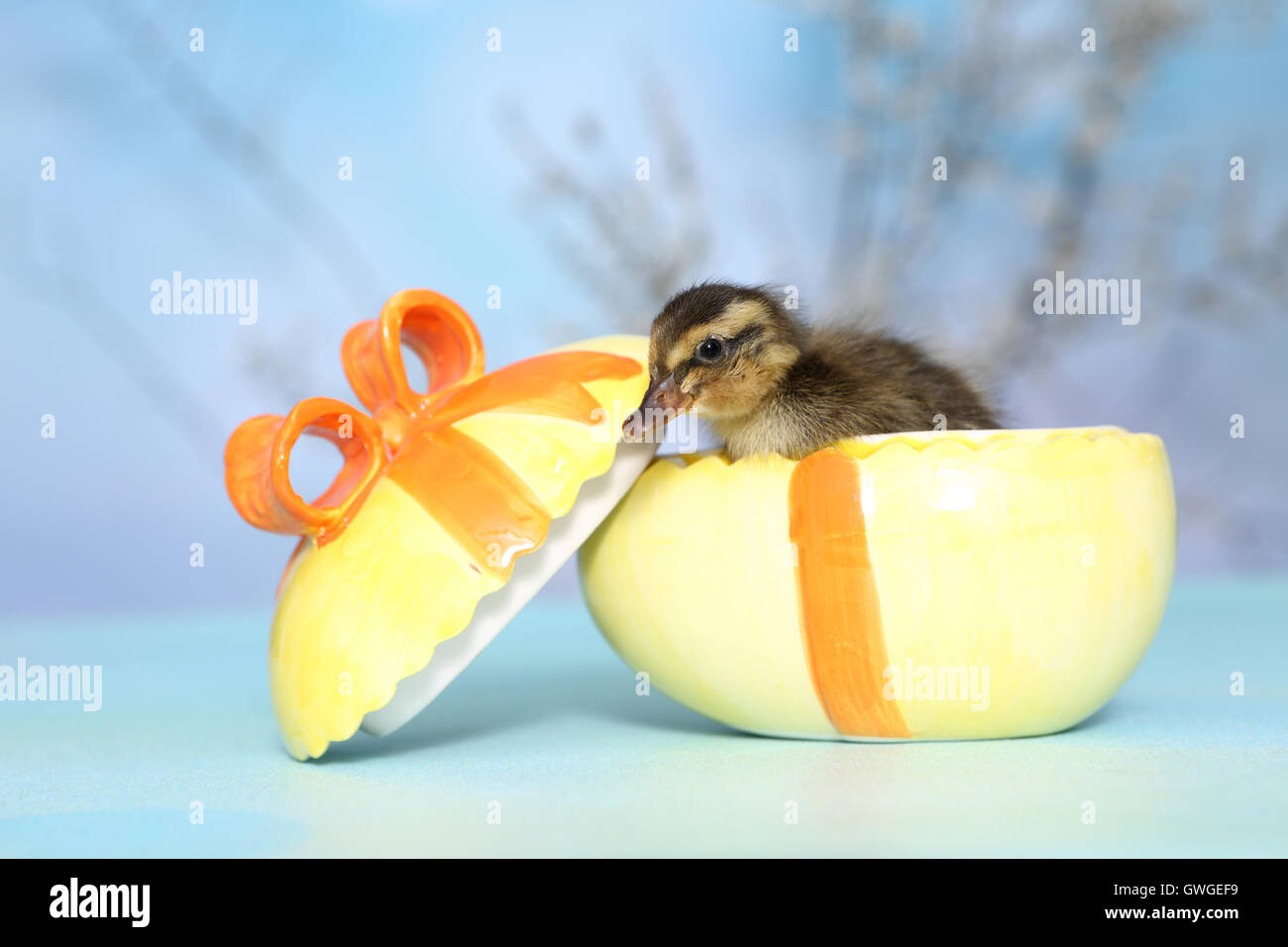 Indian Runner Duck. Duckling in an Easter egg, made from porcelaine. Studio picture against a blue background. Germany Stock Photo