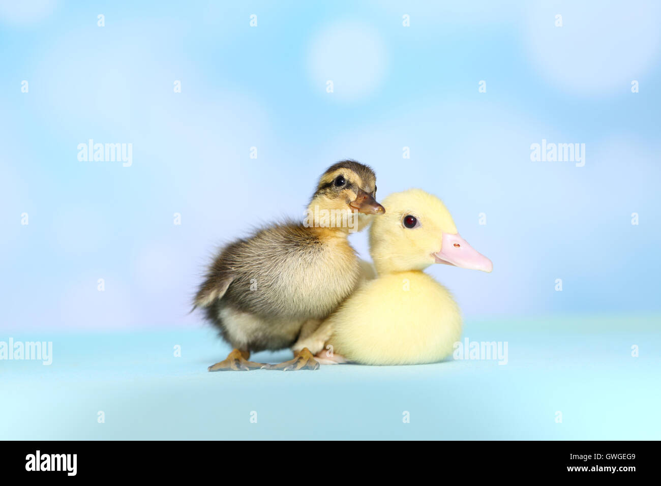 Mulard Duck and Indian Runner Duck. Two ducklings. Studio picture against a blue background. Germany Stock Photo