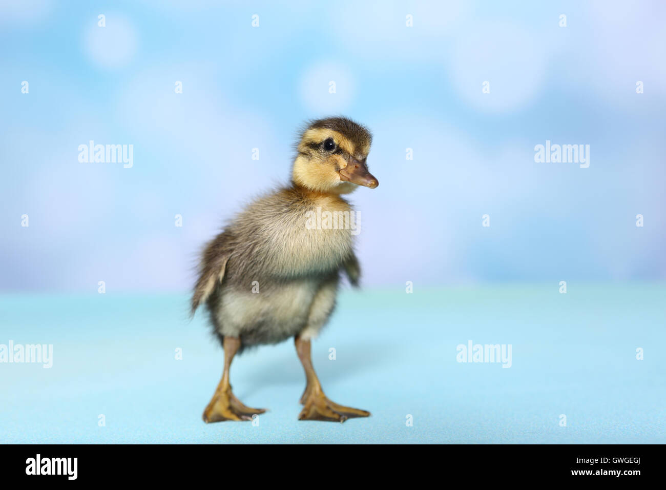Indian Runner Duck. Duckling standing. Studio picture against a blue background. Germany Stock Photo