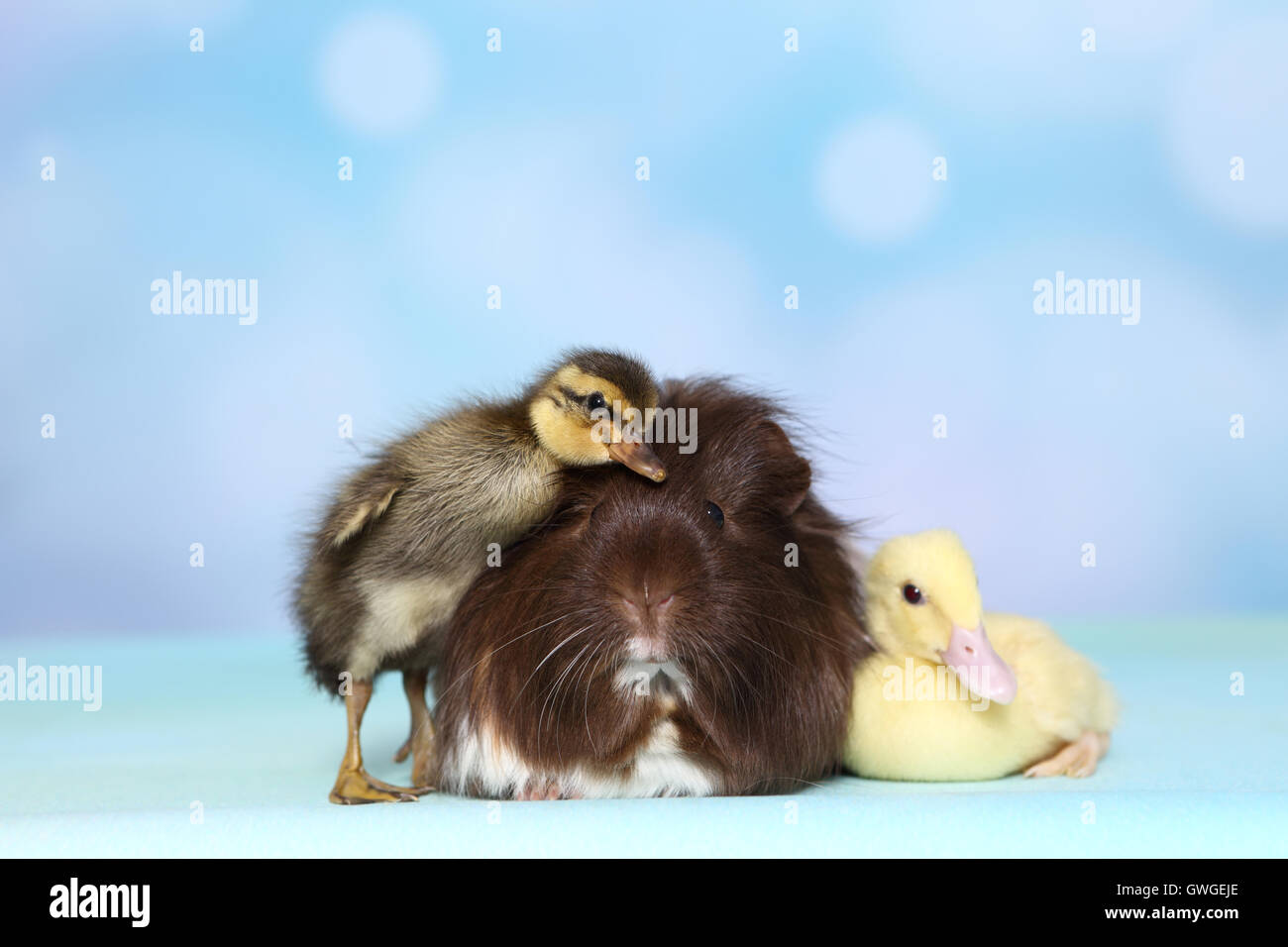 Mulard Duck and Indian Runner Duck. Two ducklings and long-haired guinea pig next to each other. Studio picture against a blue background. Germany Stock Photo