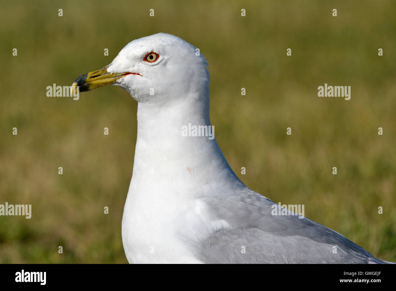 Ring-billed Gull - Larus delawarensis - summer adult Stock Photo
