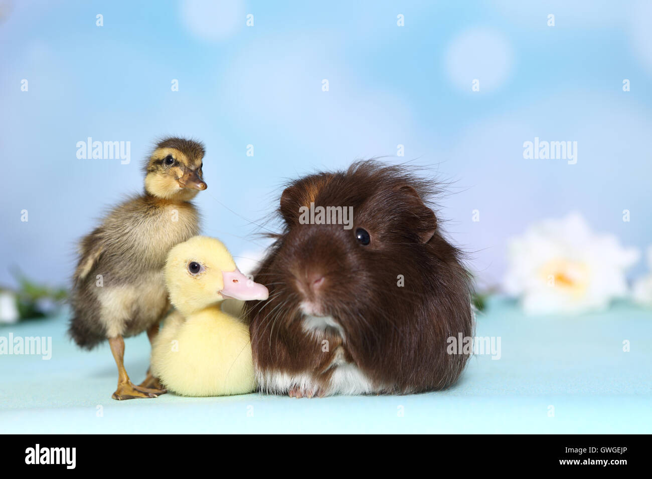 Mulard Duck and Indian Runner Duck. Two ducklings and long-haired guinea pig next to each other. Studio picture against a blue background. Germany Stock Photo