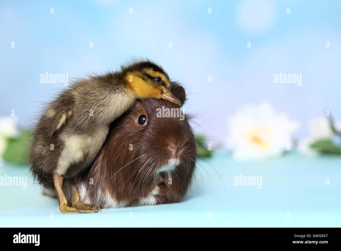 Indian Runner Duck. Duckling cuddling up to long-haired guinea pig. Studio picture against a blue background. Germany Stock Photo