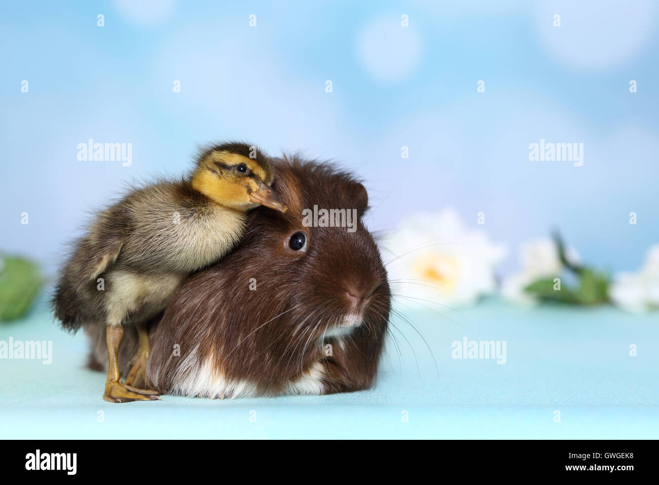 Indian Runner Duck. Duckling cuddling up to long-haired guinea pig. Studio picture against a blue background. Germany Stock Photo