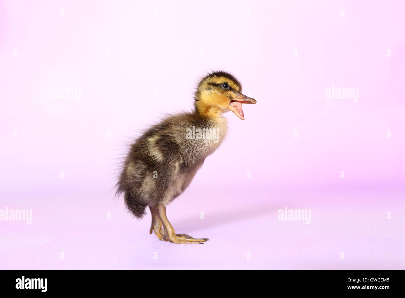 Indian Runner Duck. Duckling standing while quacking. Studio picture against a blue background. Germany Stock Photo
