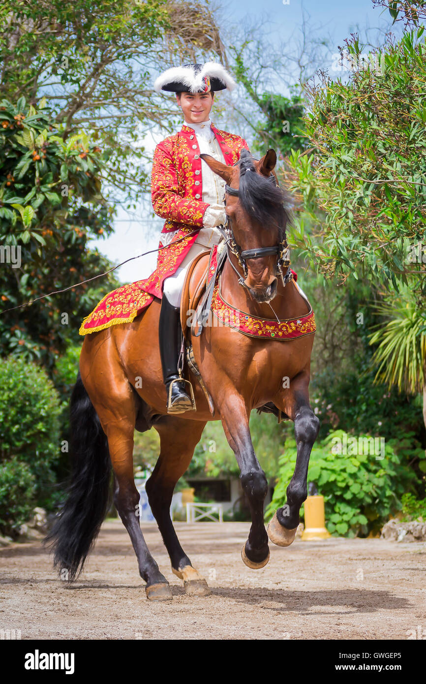 Lusitano. Bay stallion with rider in baroque costume performing a pirouette. Portugal Stock Photo
