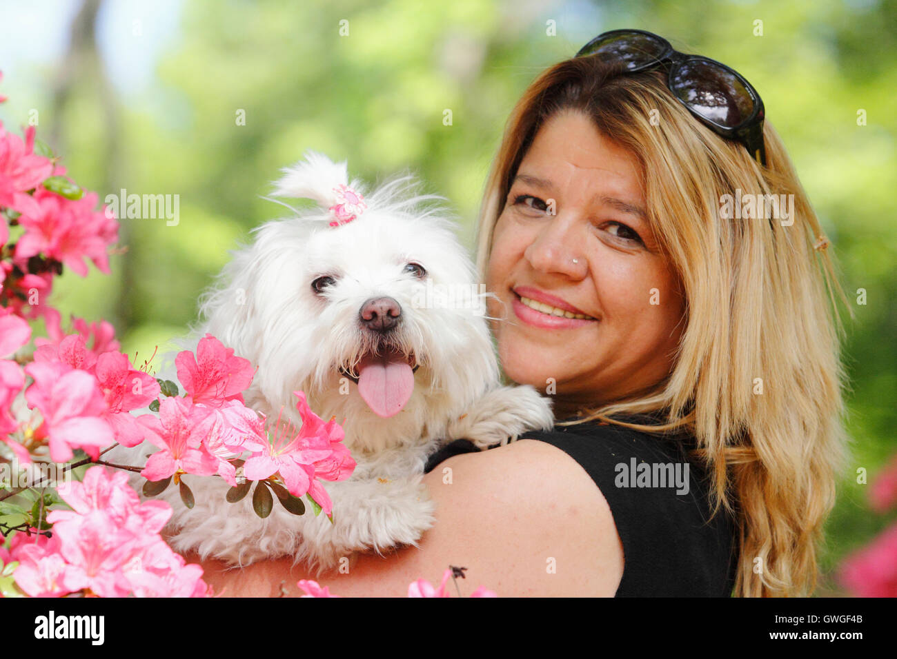 Woman holding Maltese dog in her arms. Germany Stock Photo - Alamy