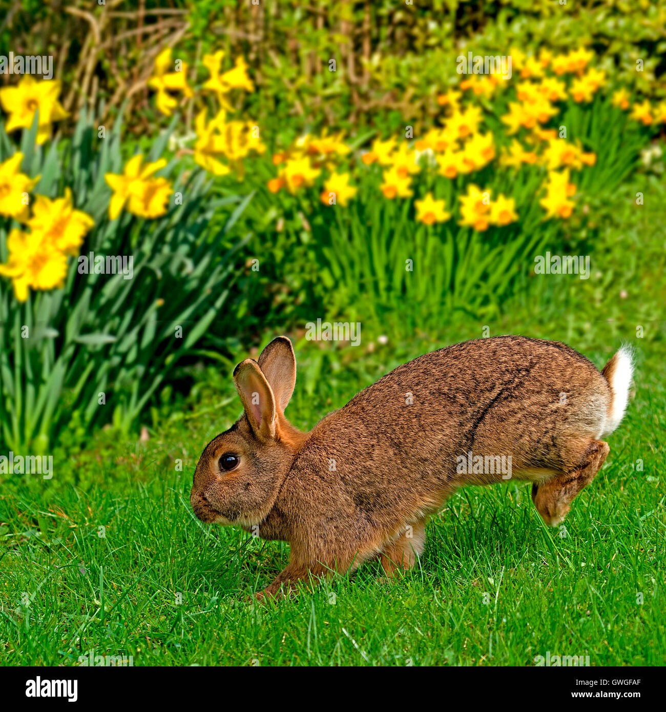 Domestic rabbit. Adult hopping in a garden in spring. Germany Stock Photo