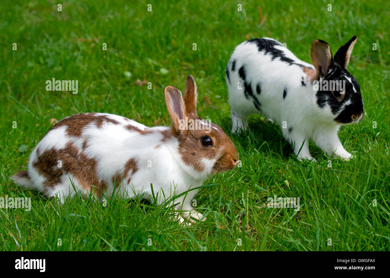 Domestic rabbit. Two Rex rabbits on a meadow. Germany Stock Photo Alamy