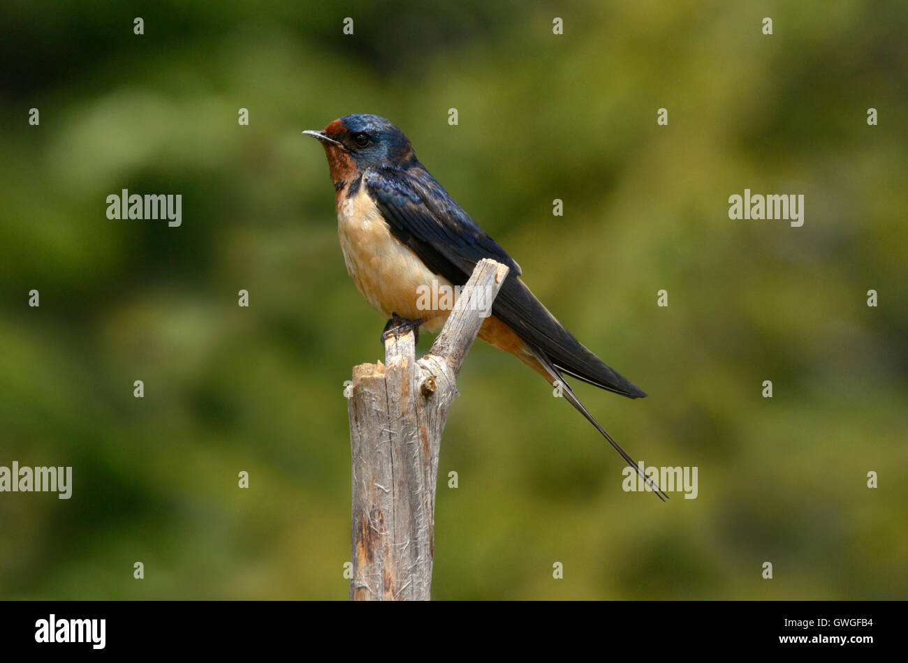 Barn Swallow - Hirundo rustica Stock Photo
