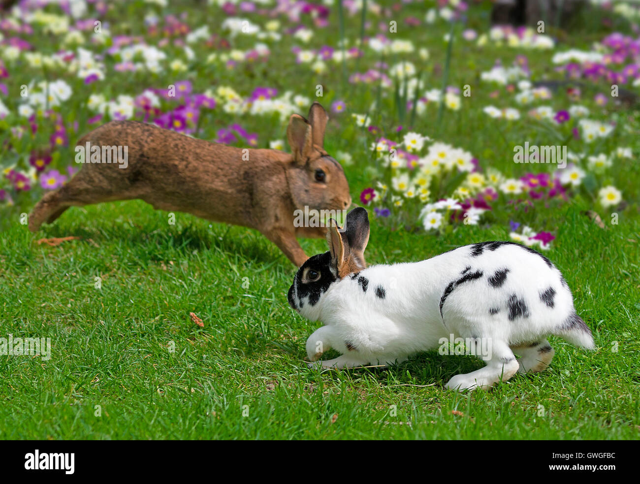 Domestic rabbit. Two rabbits playing on a meadow with flowering