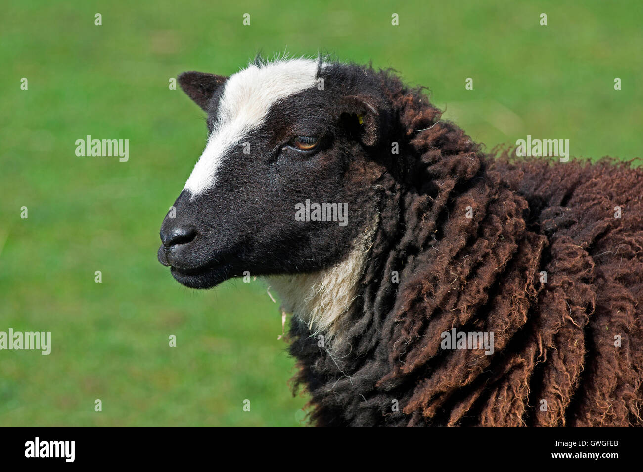Balwen Welsh Mountain Sheep. Portrait of adult. Wales, Great Britain Stock Photo
