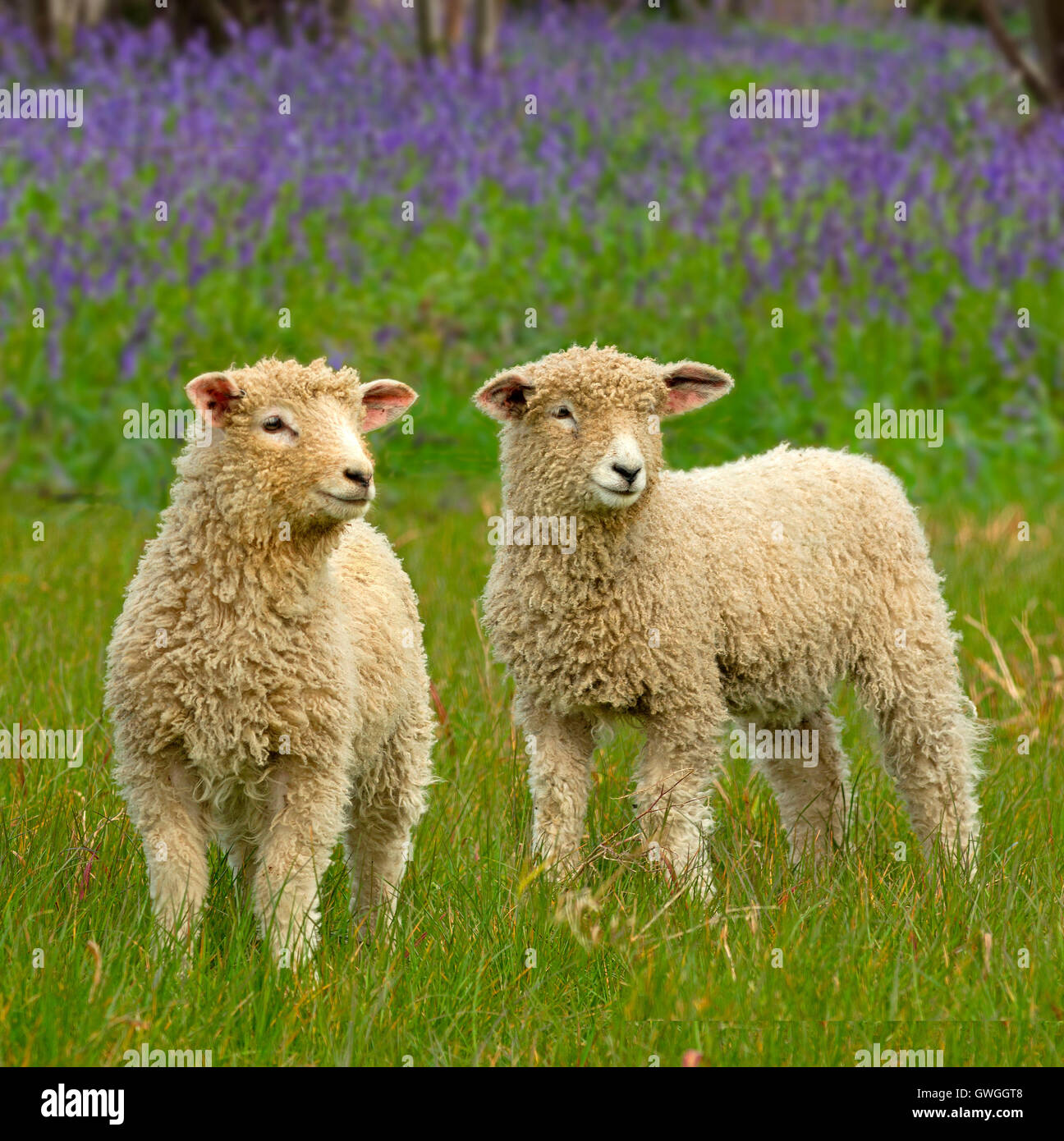 Cotswold Sheep. Two lambs on a pasture with flowering Harebells in