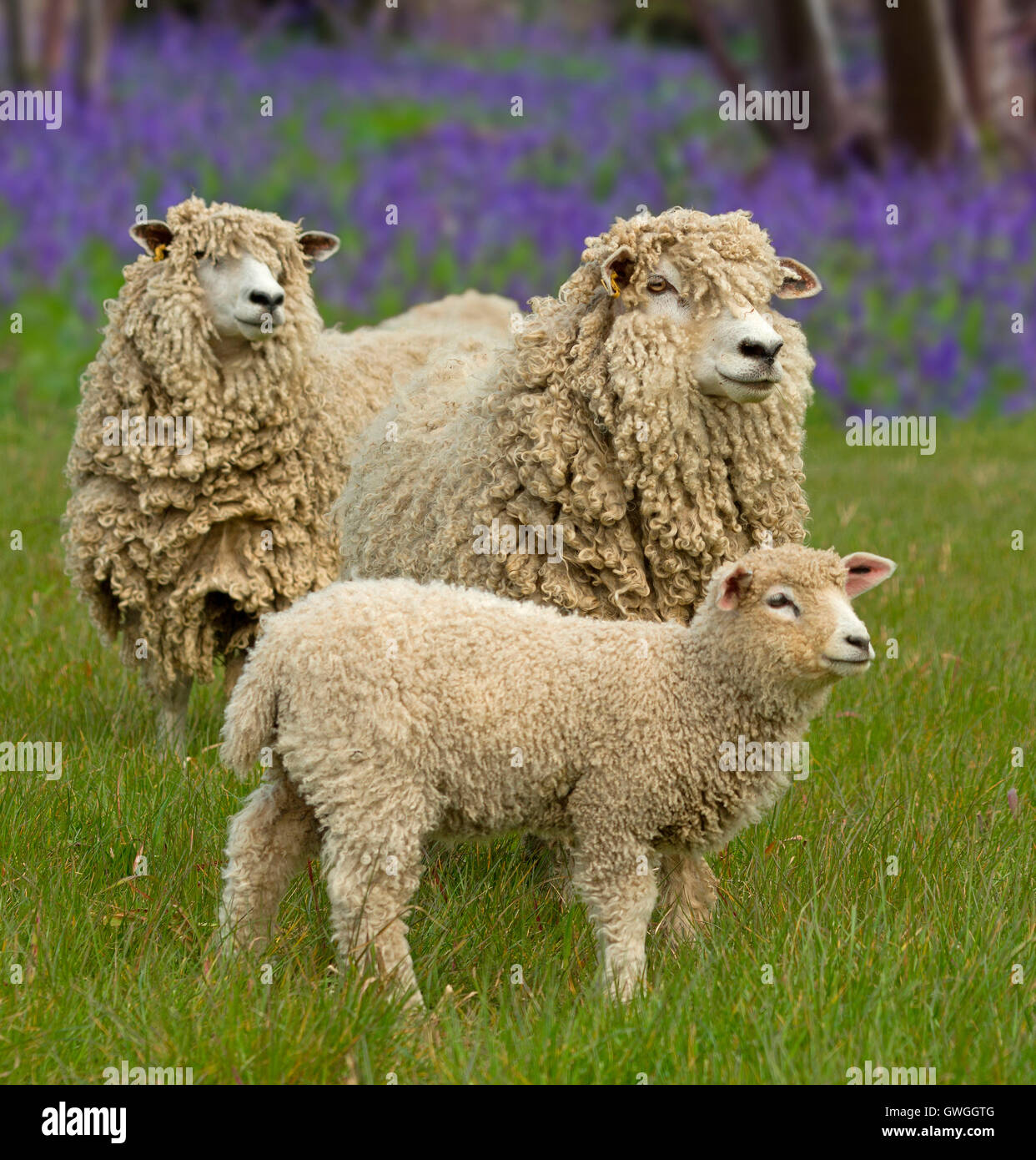 Cotswold Sheep. Ewes and lamb on a pasture with flowering Harebells in