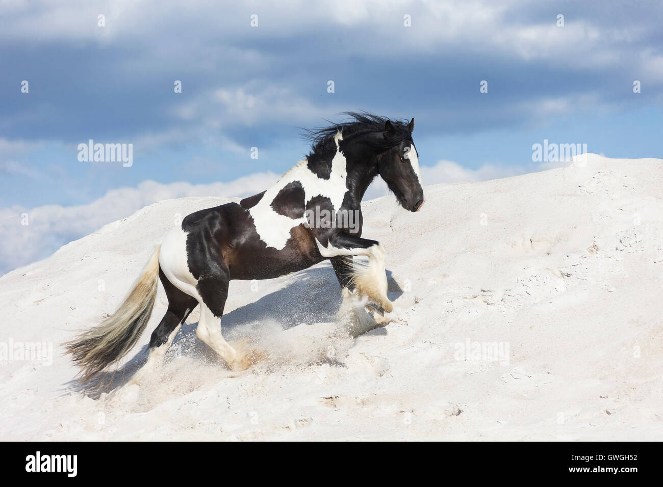 Gypsy cob piebald stallion galloping hires stock photography and